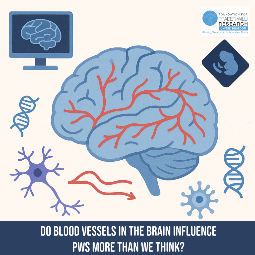 Do Blood Vessels In The Brain Influence PWS More Than We Think ...